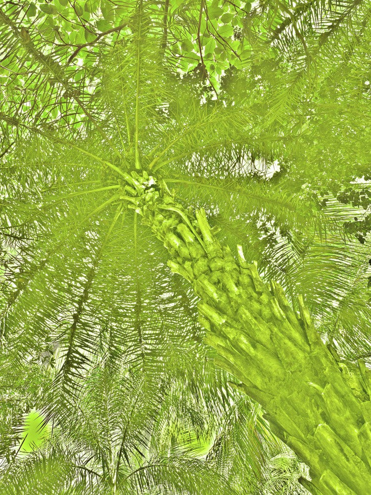 Emerald Canopy