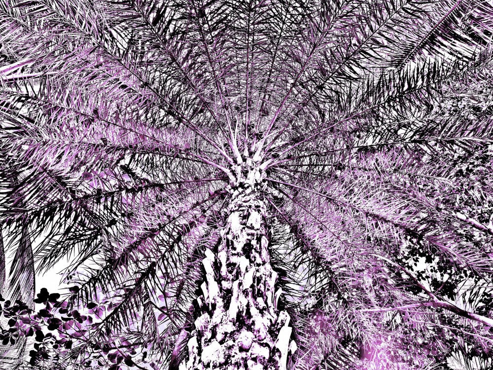 Violet Canopy