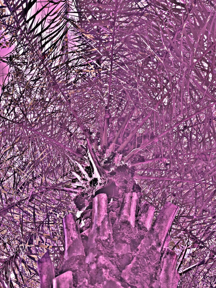 “Magenta Palm Dream”