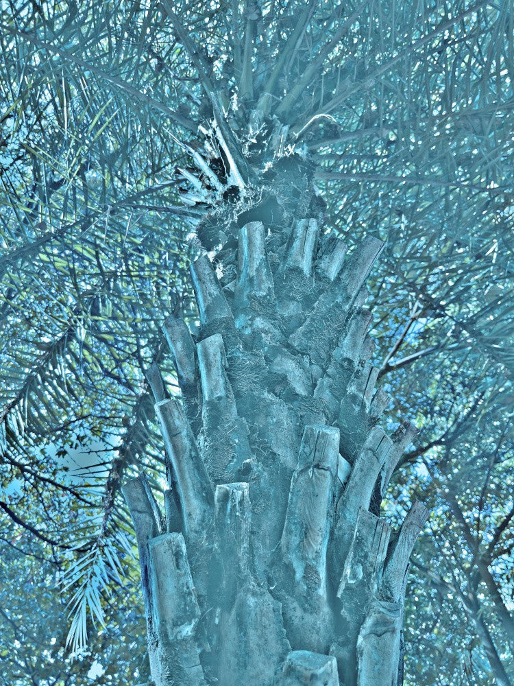 Frosted Palmscape