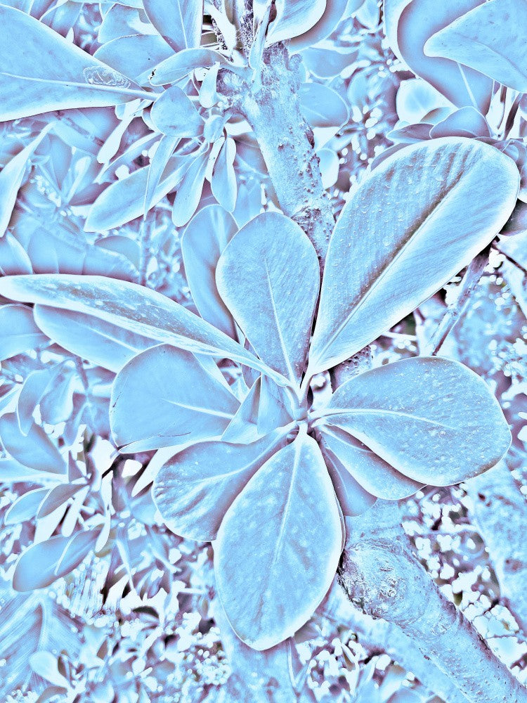 Frozen Foliage
