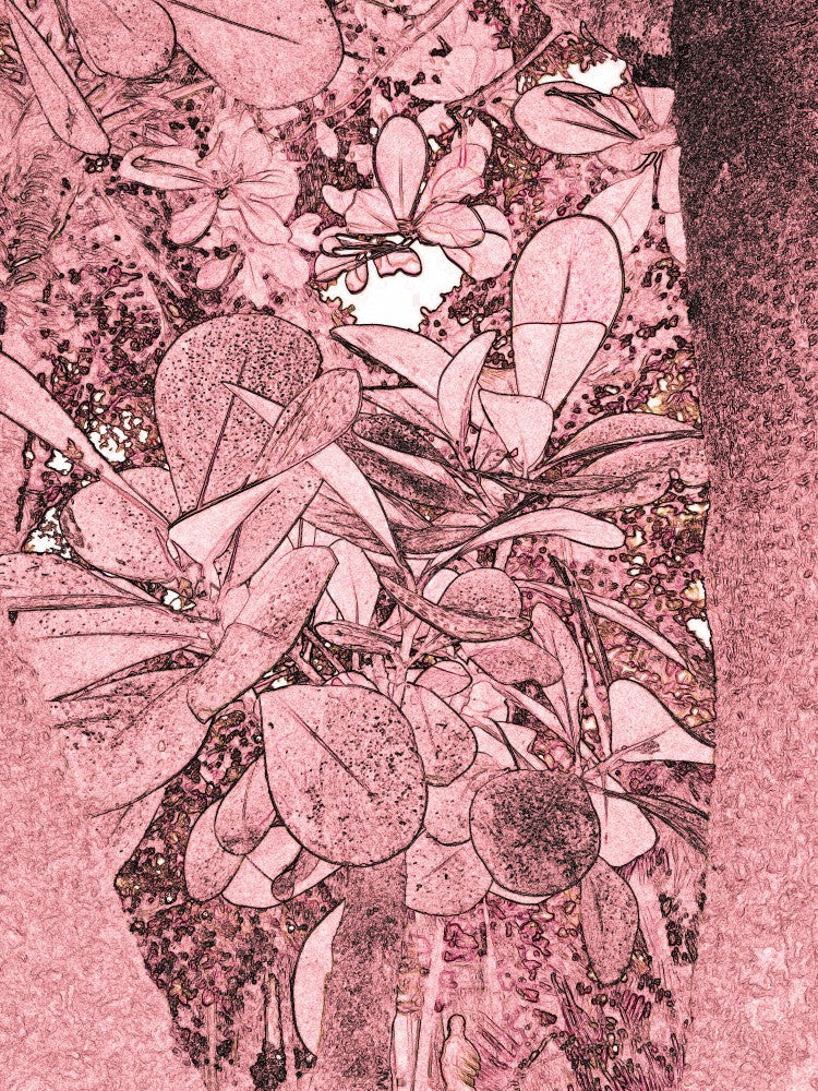 Blushing Blossoms
