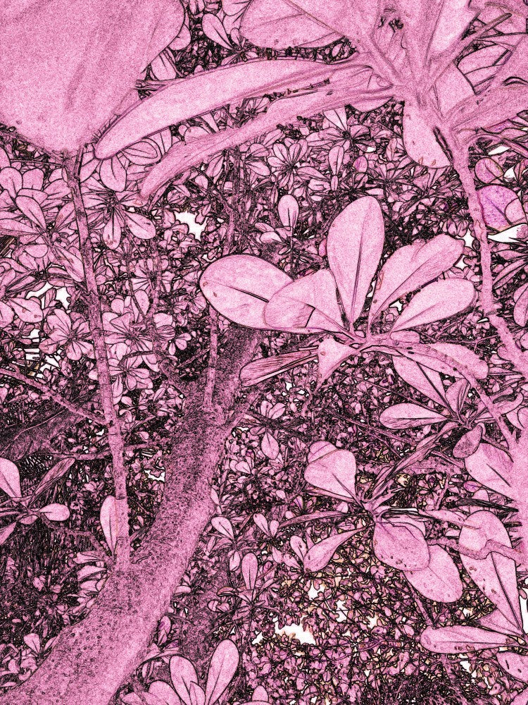 Rosa Blätterdach