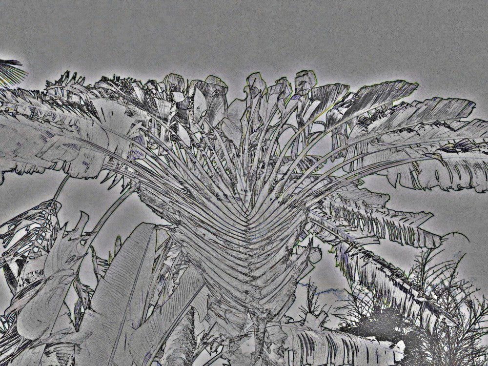 Fractal Leavescape
