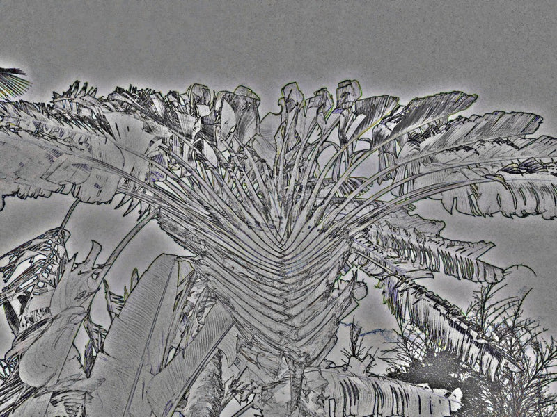Fractal Leavescape
