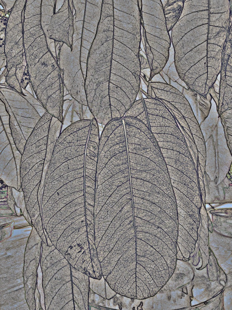 Leafy Whispers