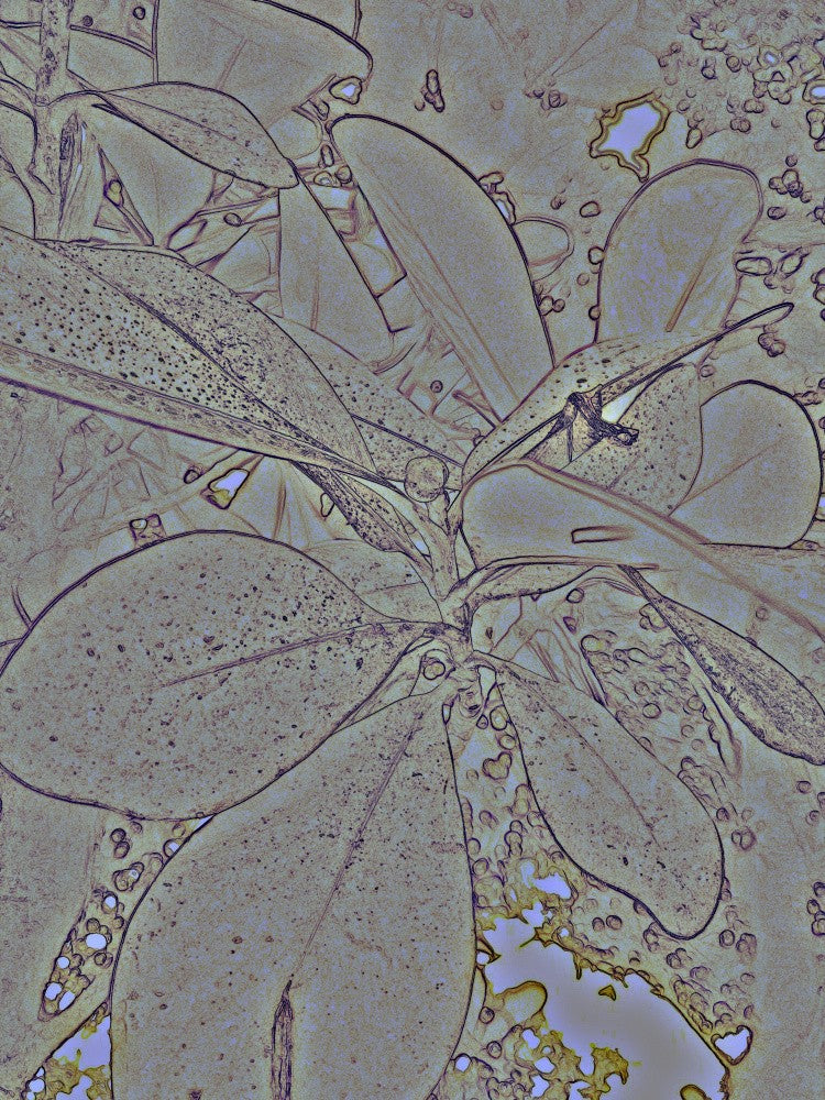 Mystical Leaves