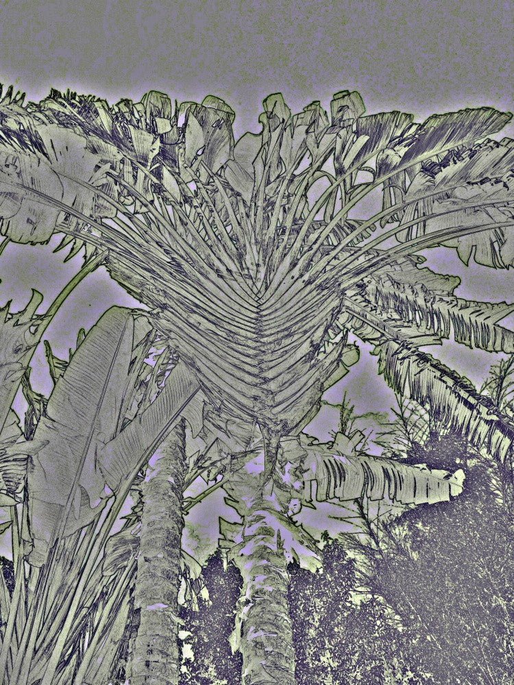 Fractal Palm Dream