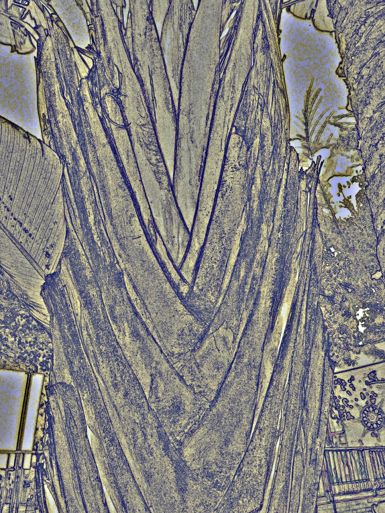 Abstract Palm Lines