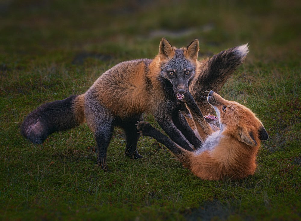 Morning Wrestling
