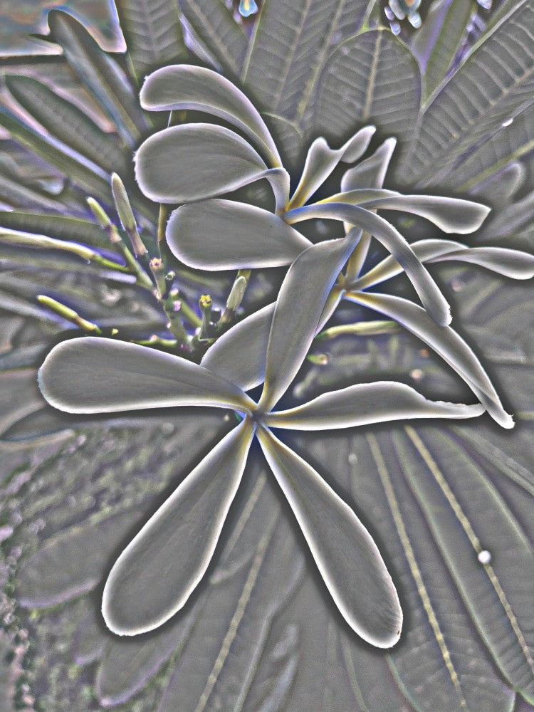 Ätherische Blüten