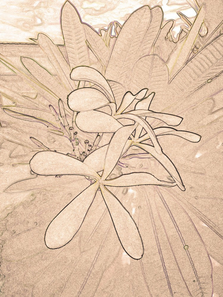 Petal Silhouettes