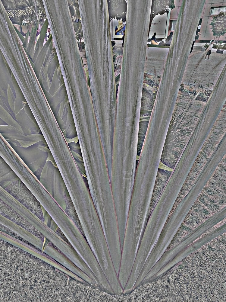 Leafy Spectrum