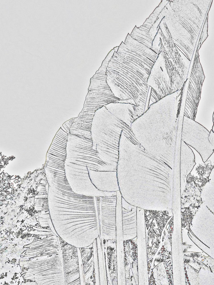 Leafy Silhouettes