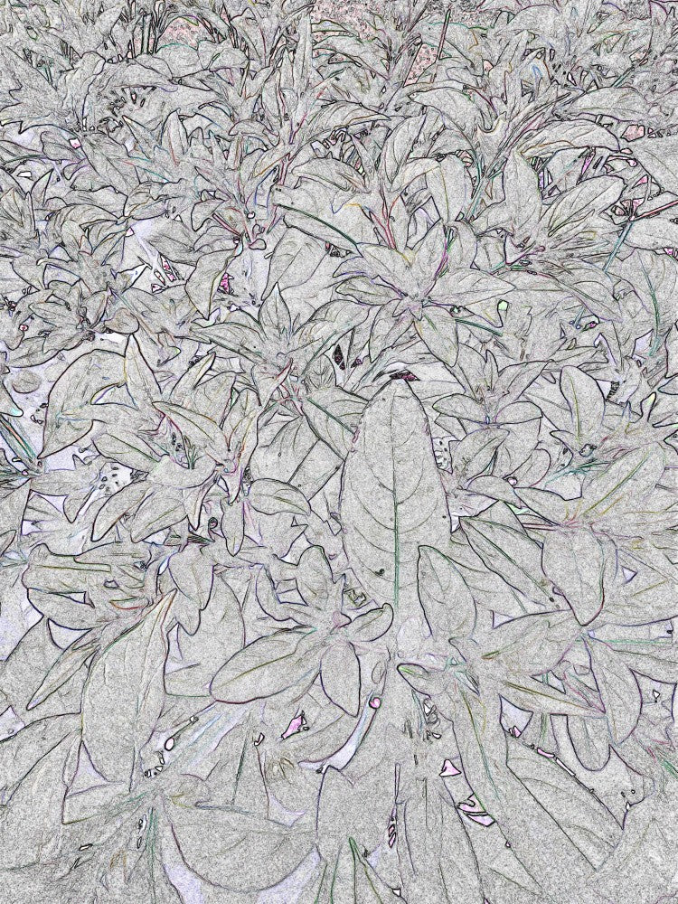 Leafy Whispers