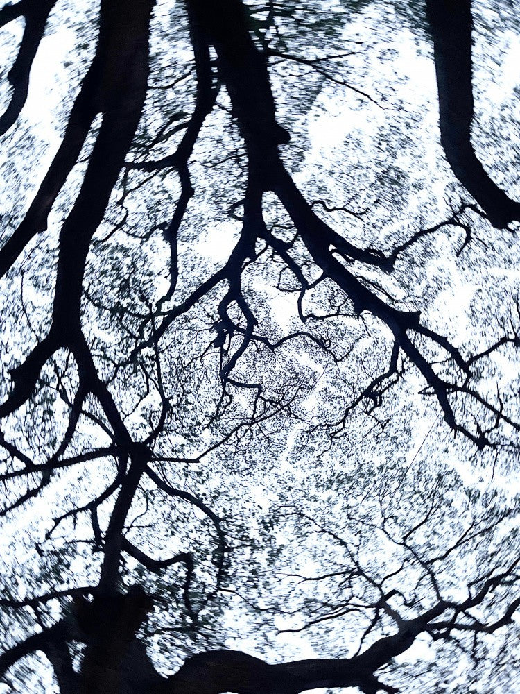Entangled Canopy
