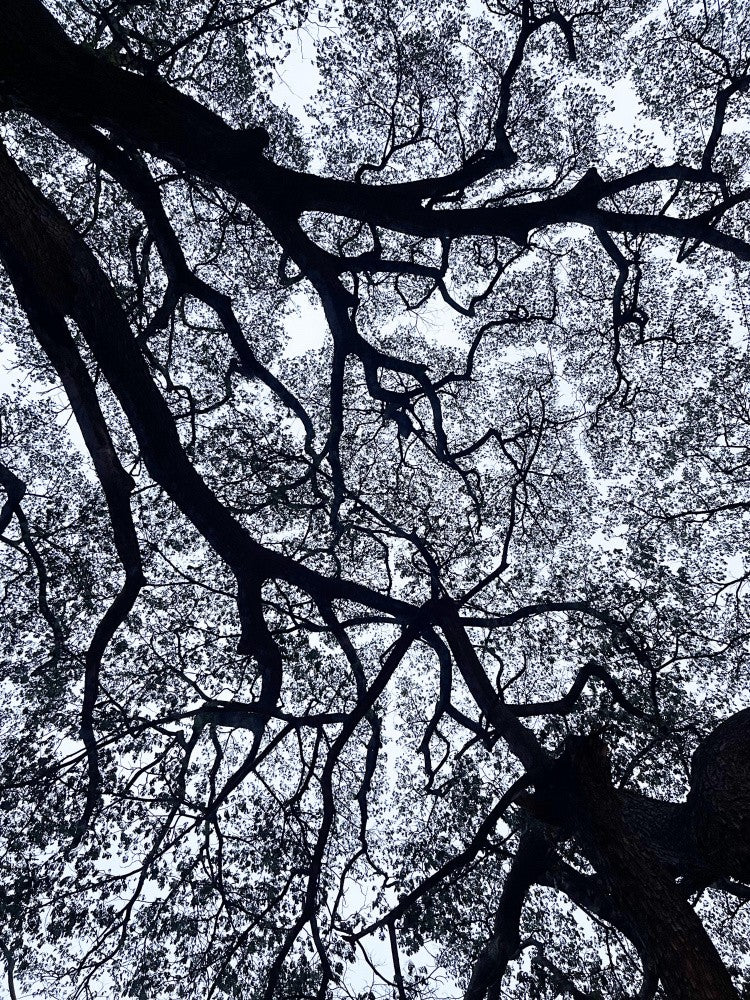 Branching Patterns