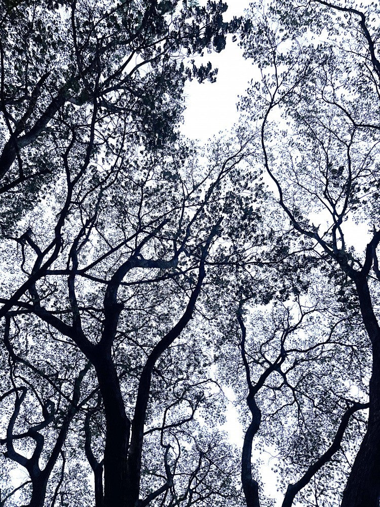 Branching Silhouettes