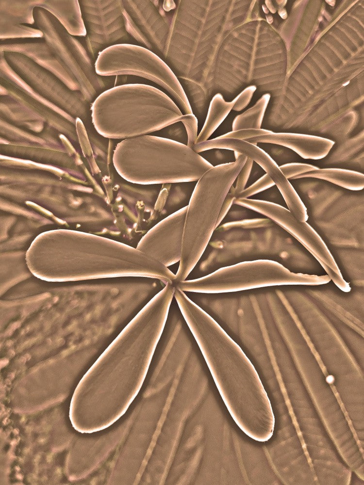 Sepia Petal Dance