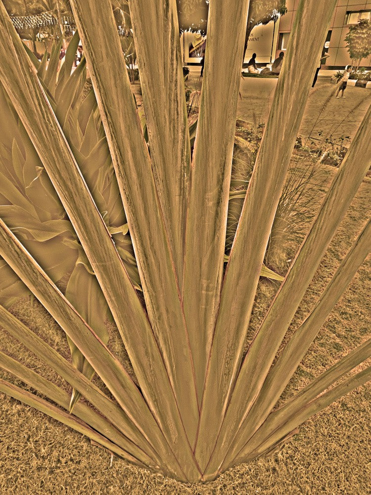 Golden Fronds