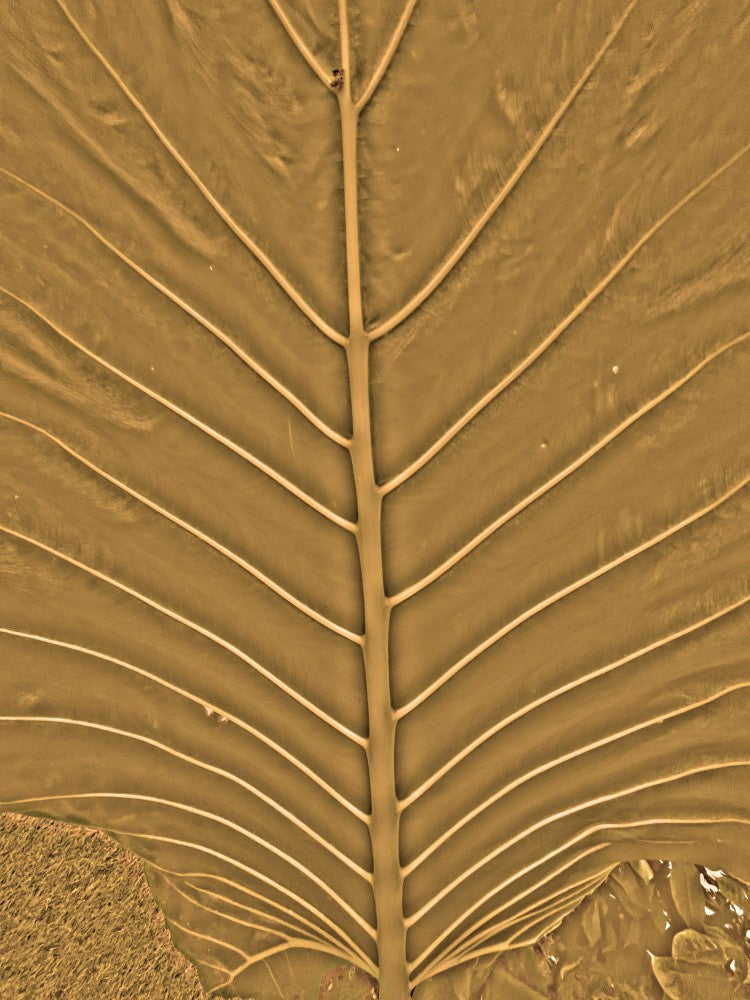 Golden Leaf Veins