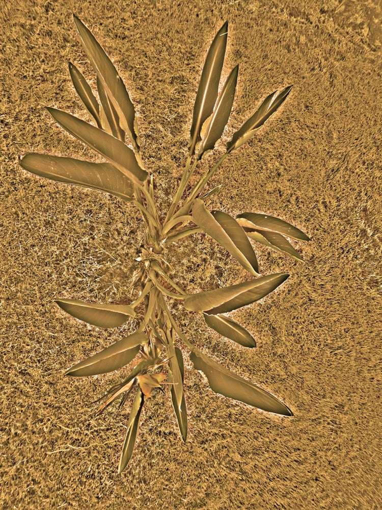 Golden Leaf Dance