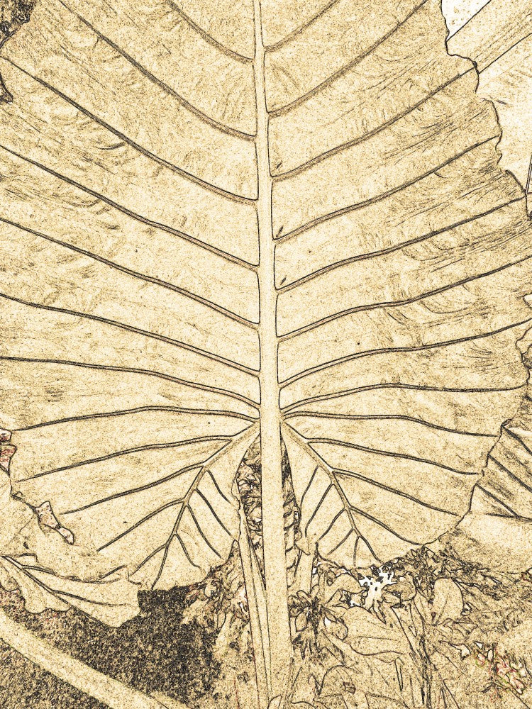 Golden Leaf Lines