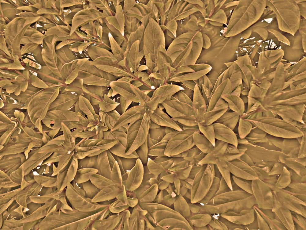 Golden Leaf Tapestry
