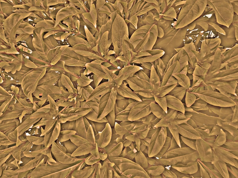Golden Leaf Tapestry
