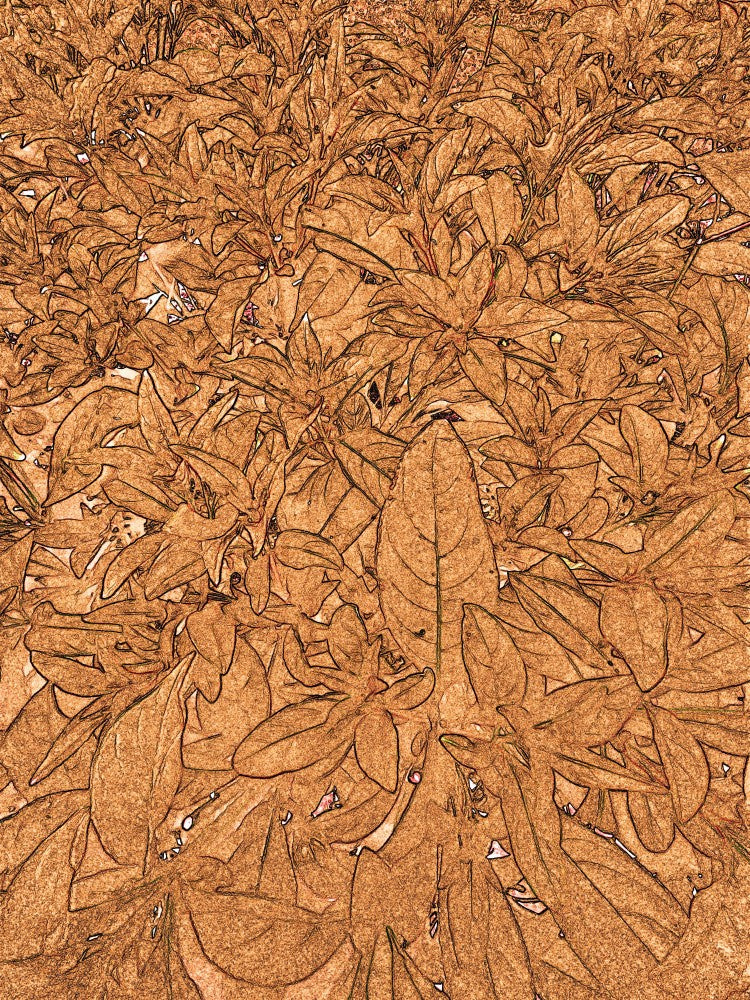Leafy Whirlwind