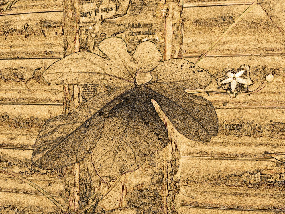 Leafy Textures
