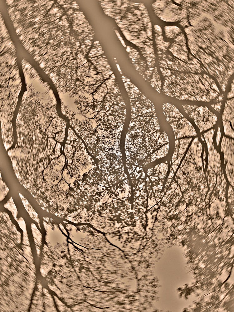 Tangled Canopy Dance