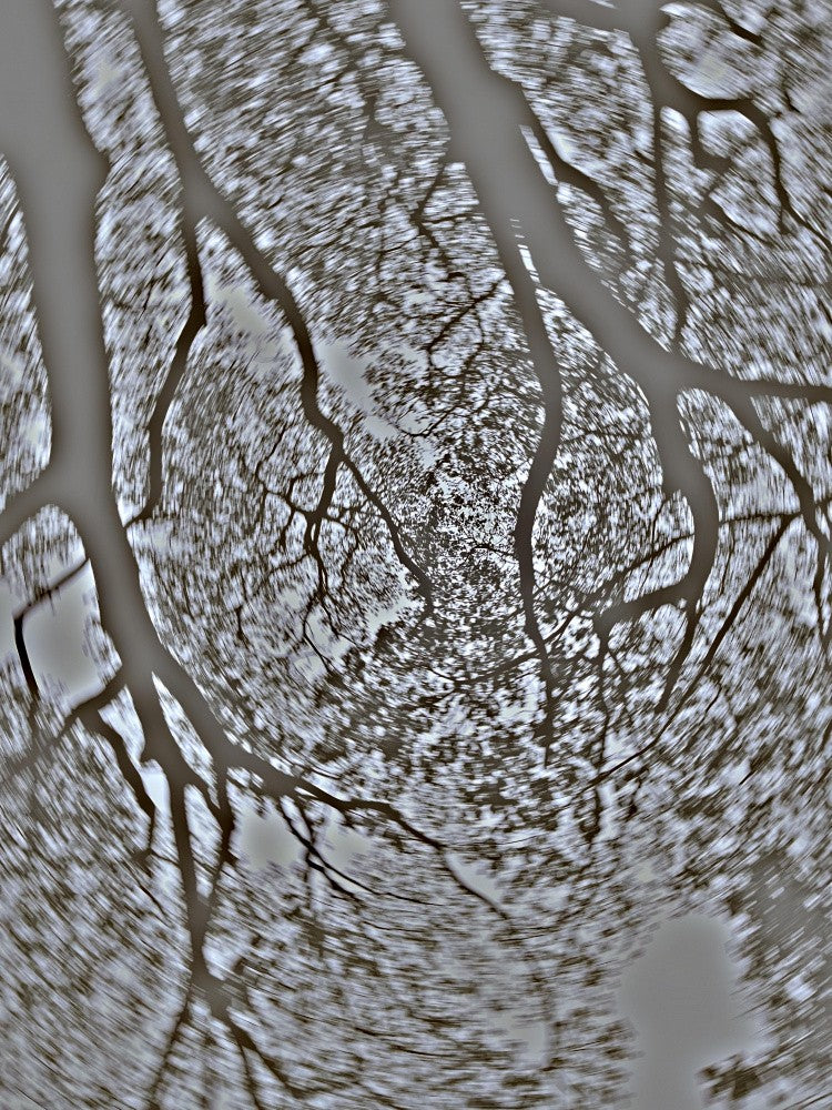 Tangled Canopy Dance