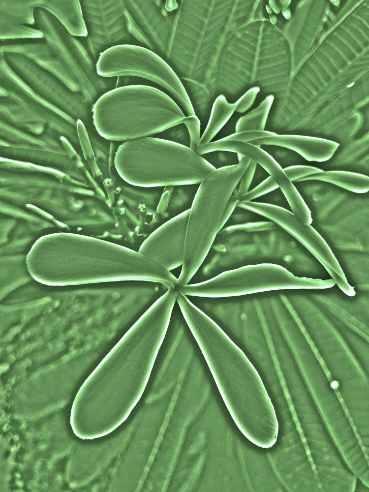 Verdant Whispers