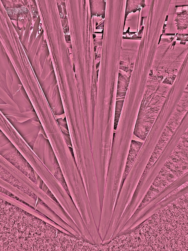 Pink Leaf Radiance