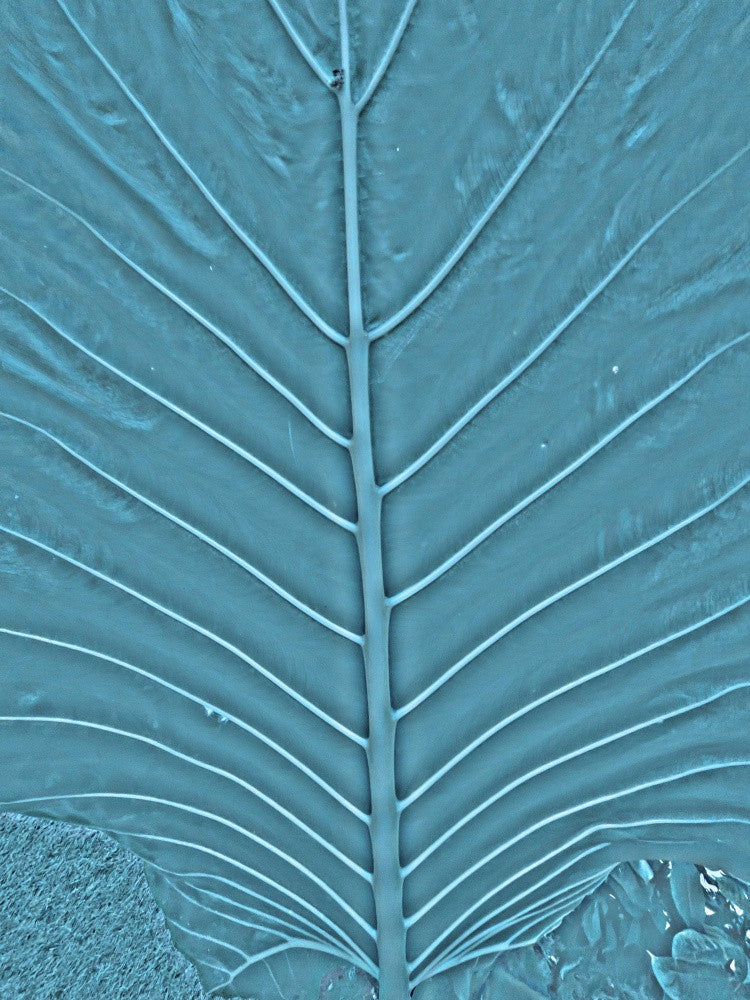 Vein Symphony