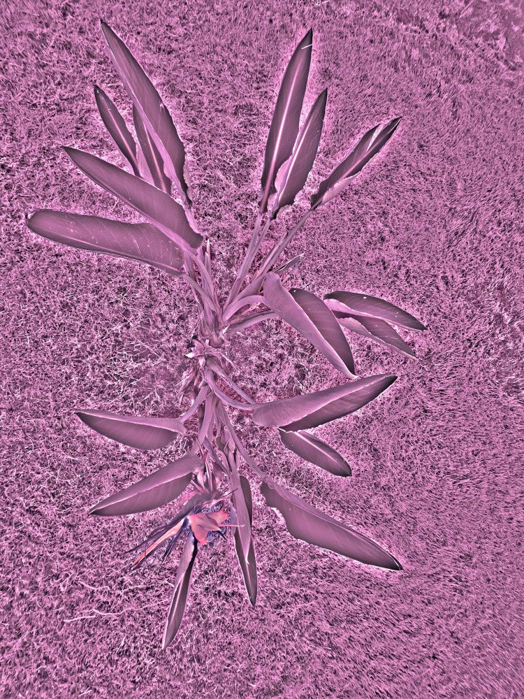 Botanical Dream