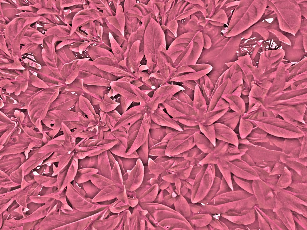 Pink Foliage Dream
