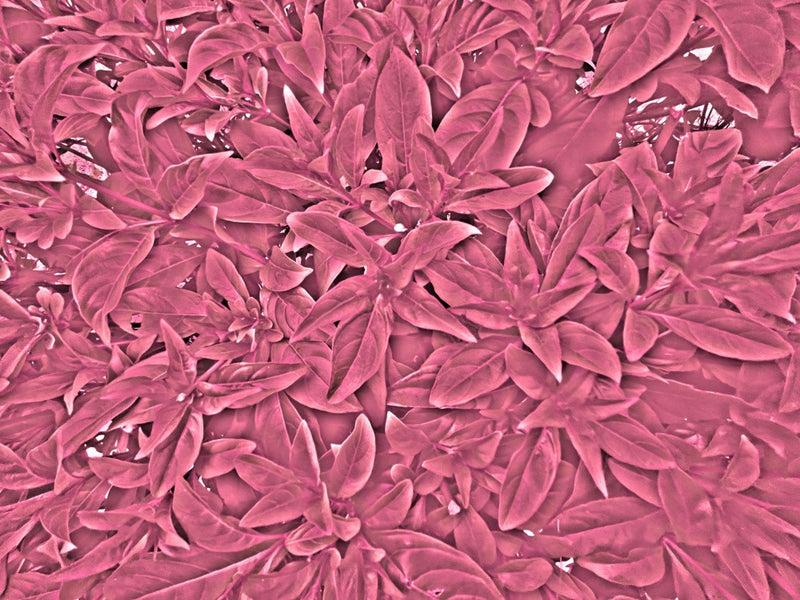 Pink Foliage Dream