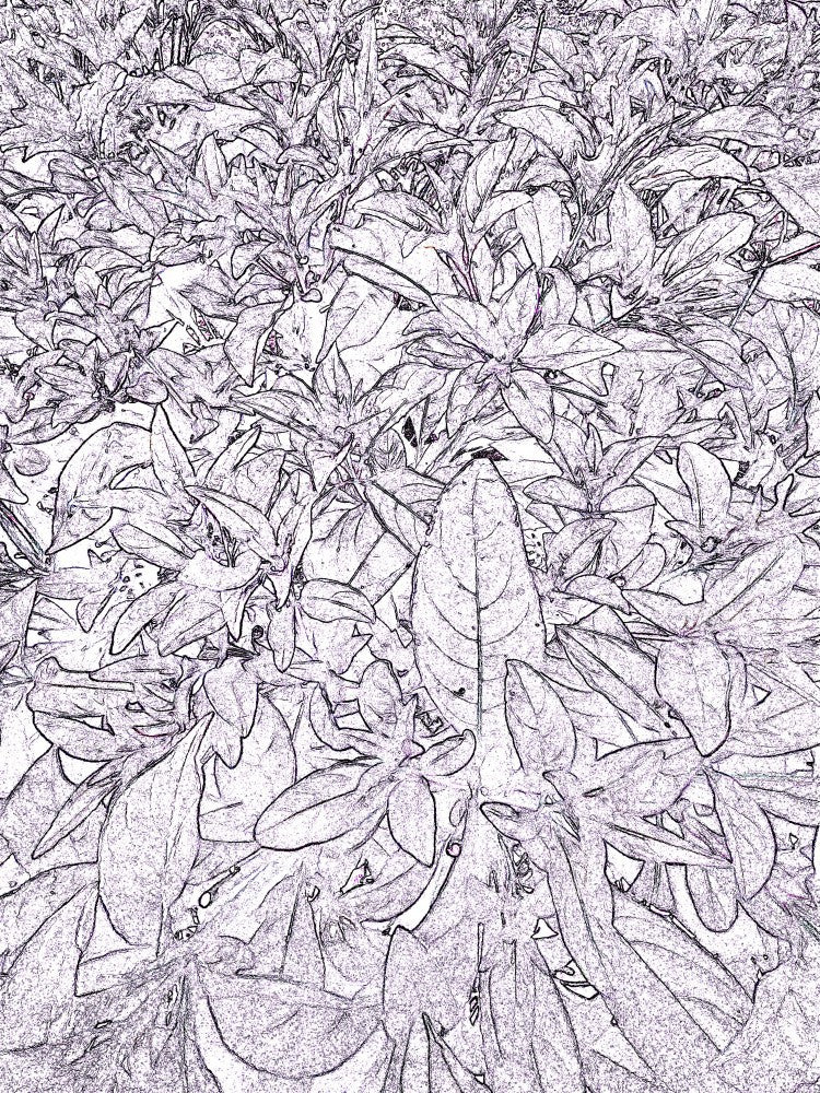 Leafy Whispers