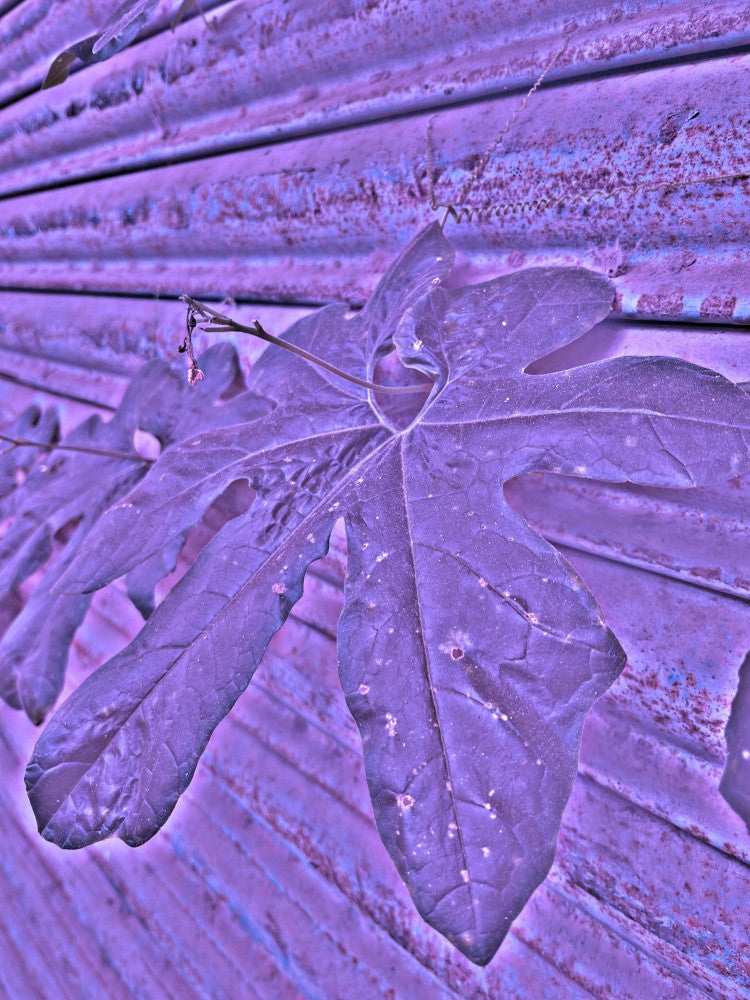 Purple Leaf Dream