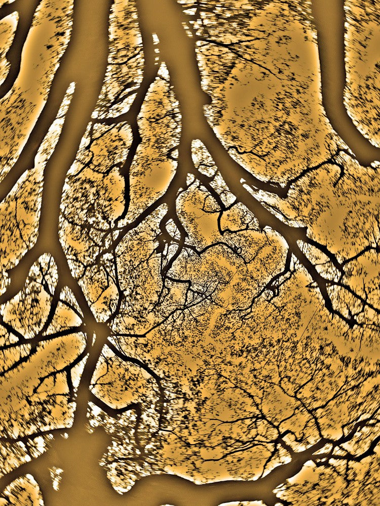 Golden Branches Maze