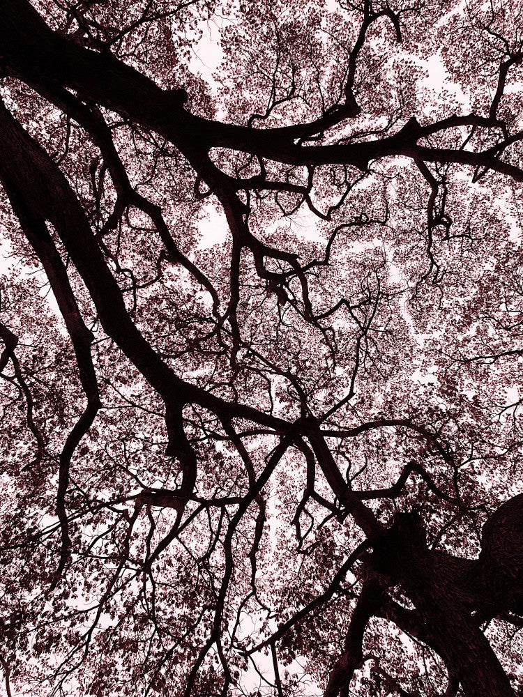 Canopy Veins