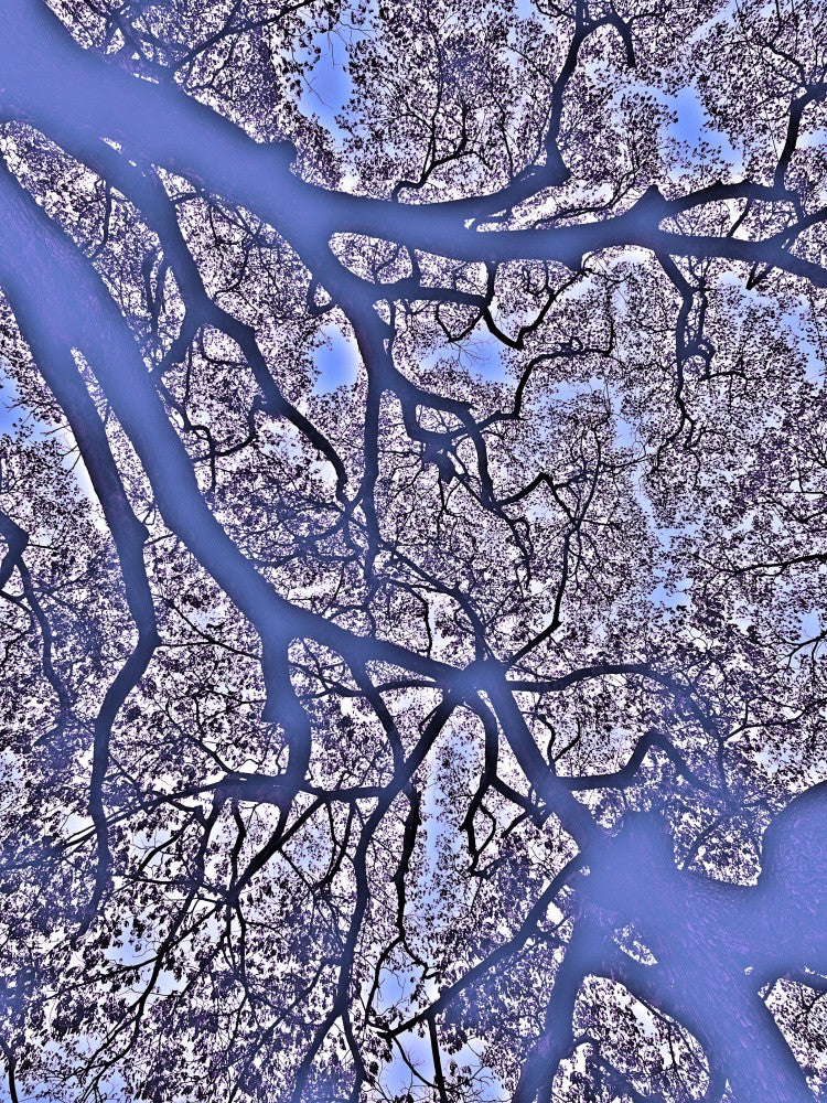 Dreamy Branch Tangle