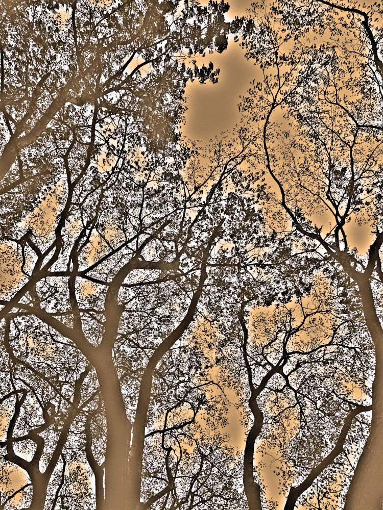 “Entwined Branches”
