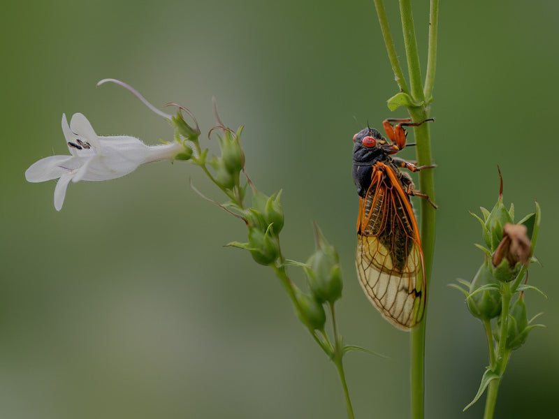 Red eyed cicada