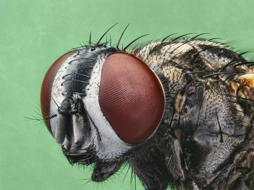 Fly head