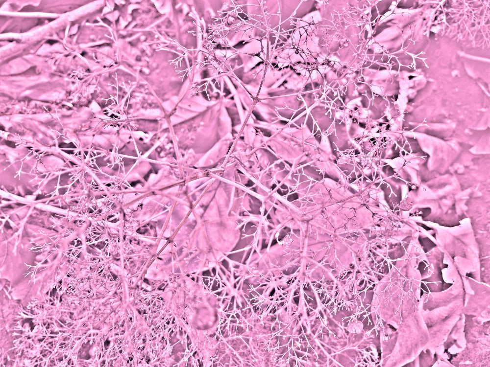 Pink Woodland Tangle