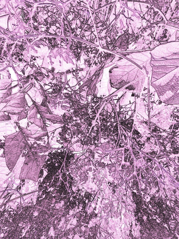 Rosa Naturtraum