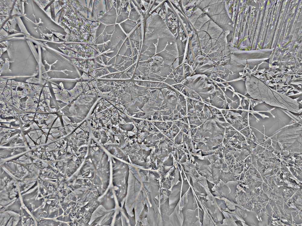 Nature's Veins